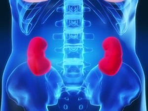 kidneys