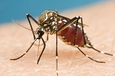 Zika Virus Santa Clarita